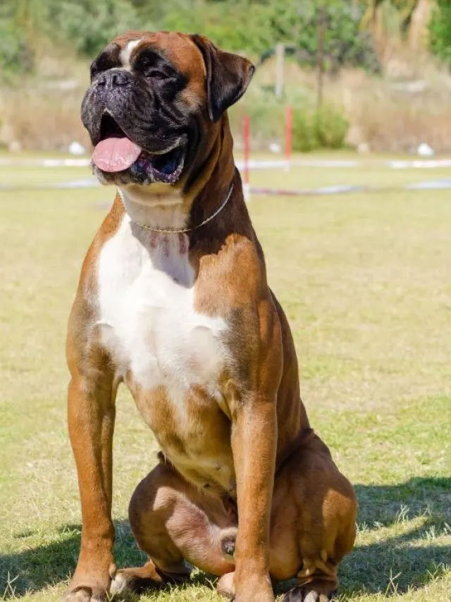 Rhodesian Ridgeback x boxer