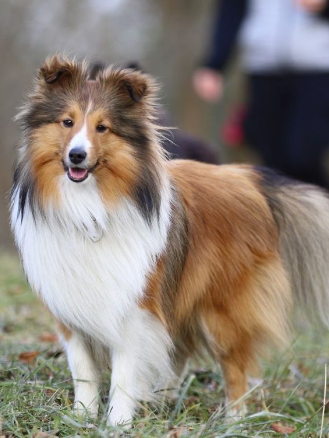 Shetland Sheepdog