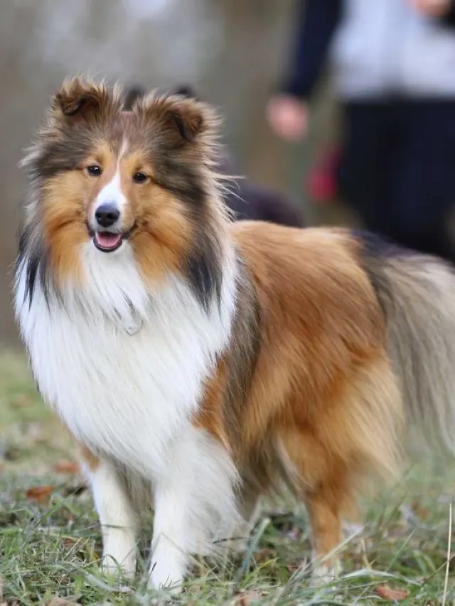 Shetland Sheepdog