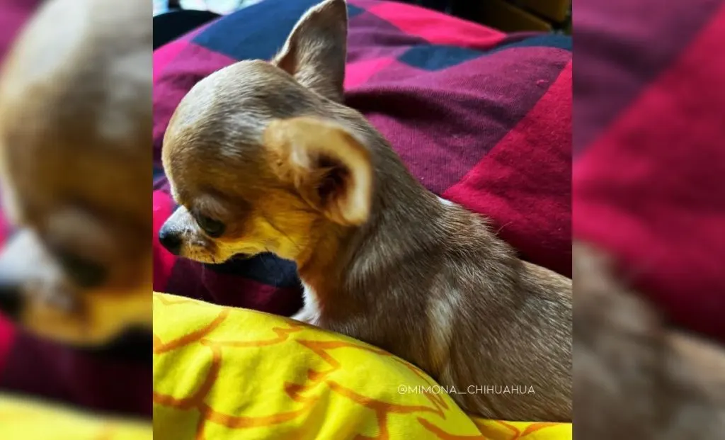 fawn chihuahua