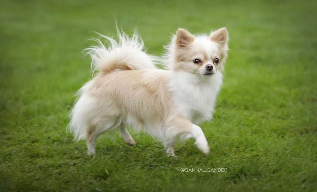 gold white chihuahua