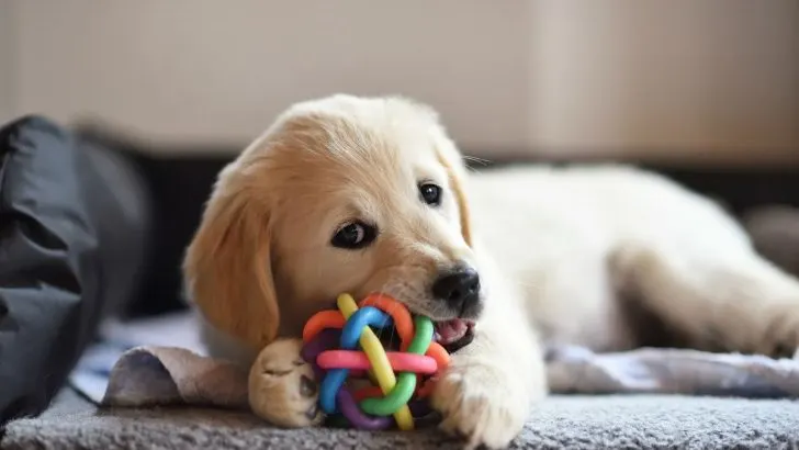 How To Stop A Puppy From Crying? 7 Effective Tips And Tricks