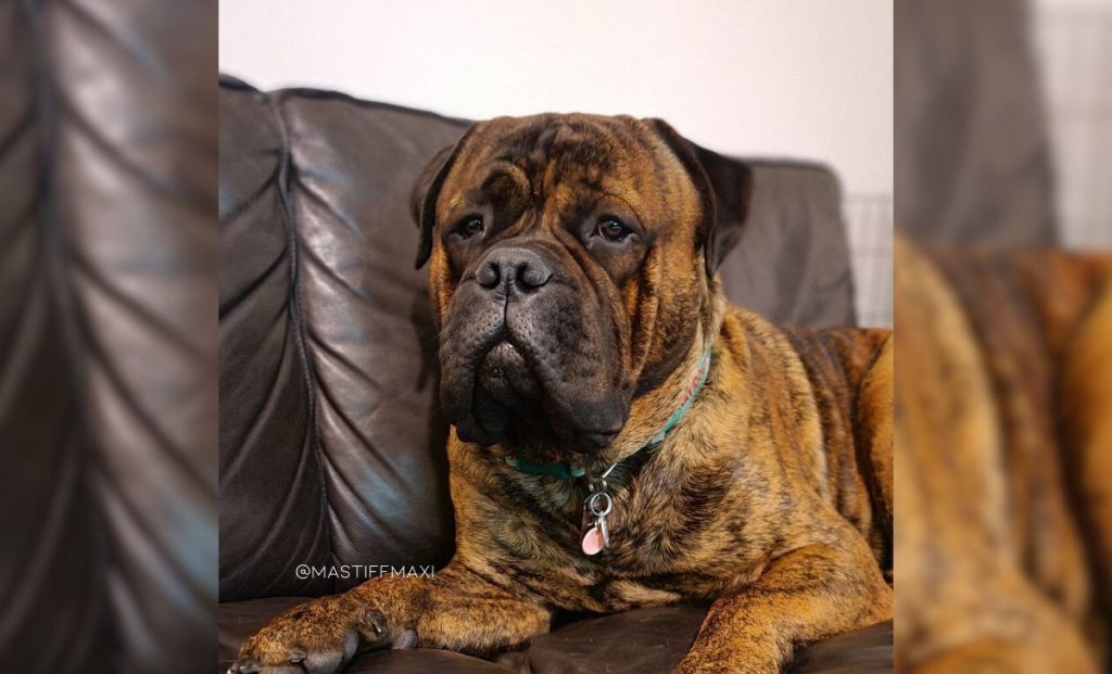 red brindle bullmastiff