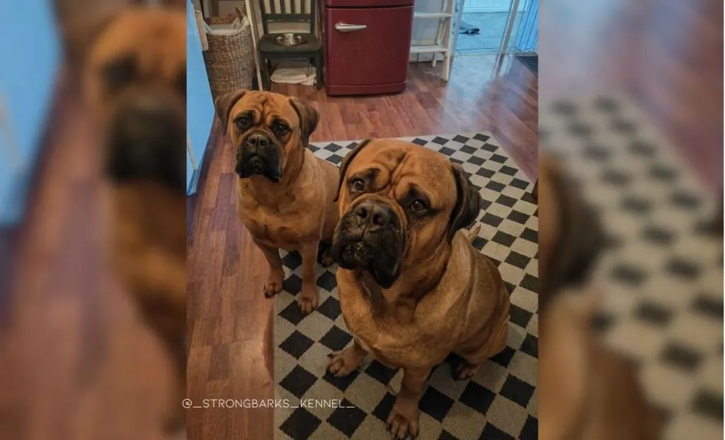 Merle bullmastiff best sale