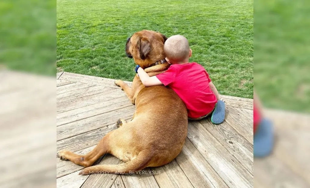 red fawn bullmastiff