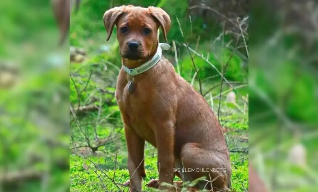 rottweiler x boxer