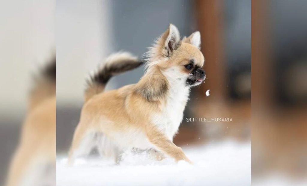 sable chihuahua