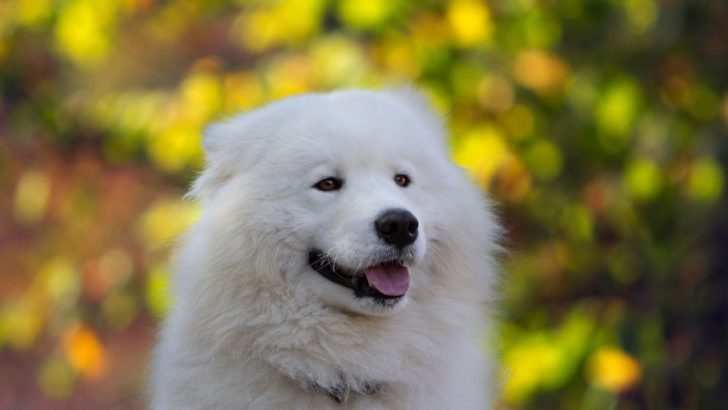 The All In One Samoyed Growth Chart And Development Guide