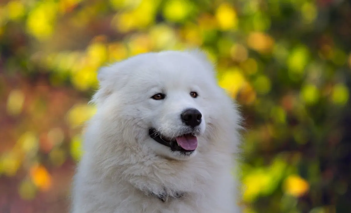 samoyed - The All In One Samoyed Growth Chart And Development Guide