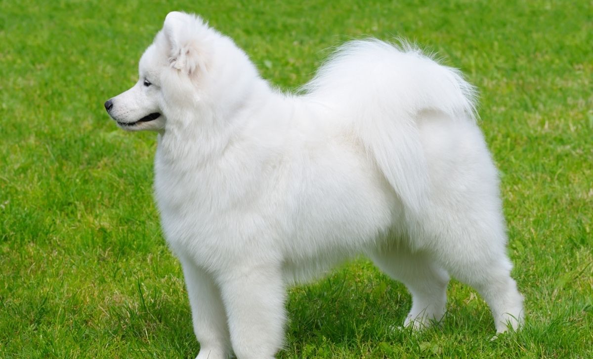 The All In One Samoyed Growth Chart And Development Guide