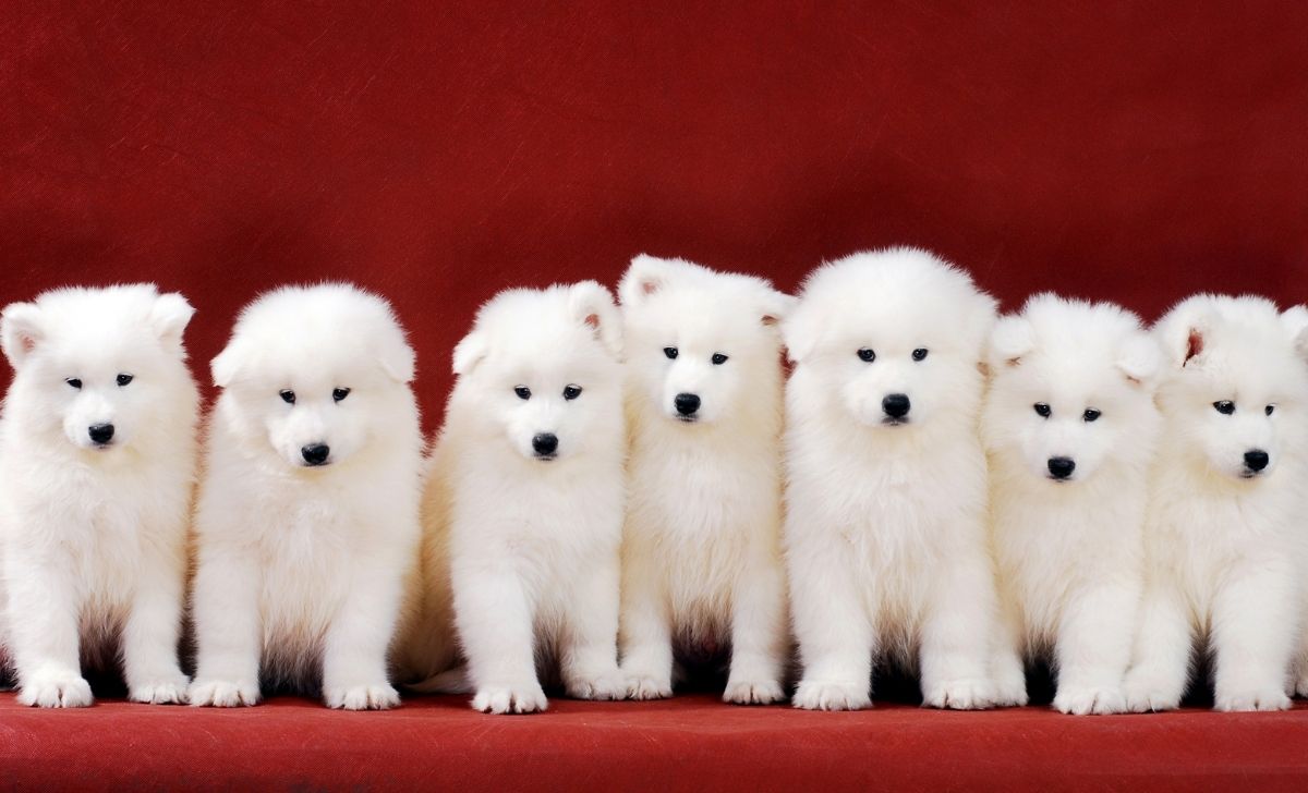 The All In One Samoyed Growth Chart And Development Guide