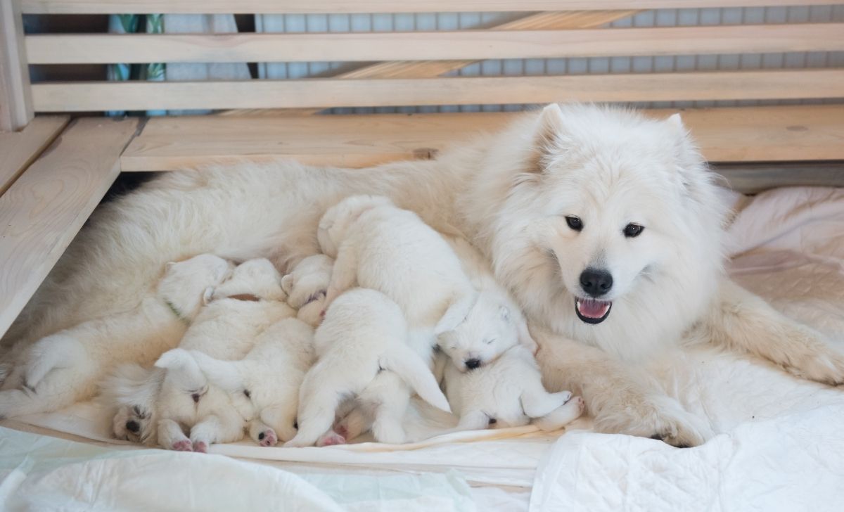 The All In One Samoyed Growth Chart And Development Guide