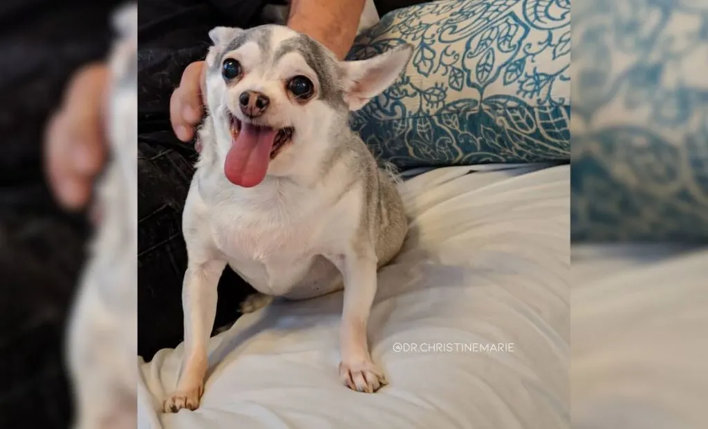 silver white chihuahua