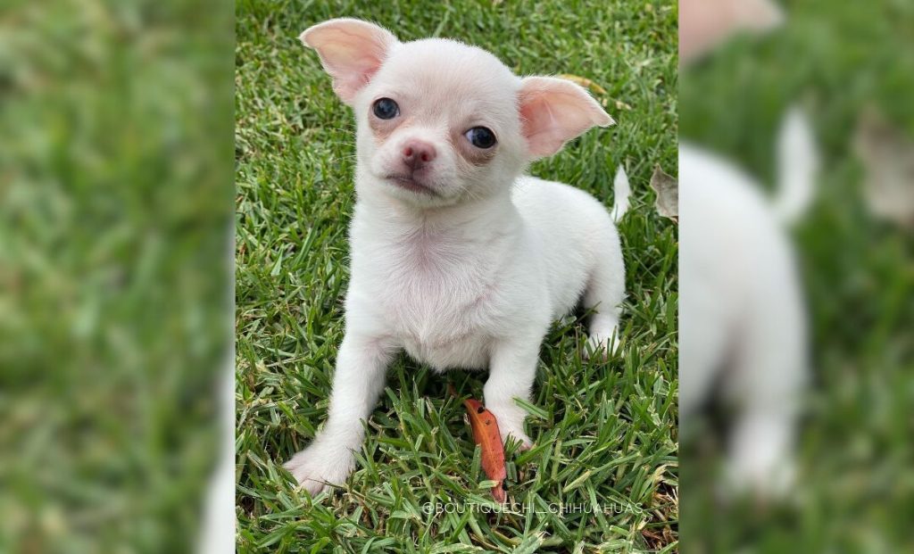 snow white chihuahua