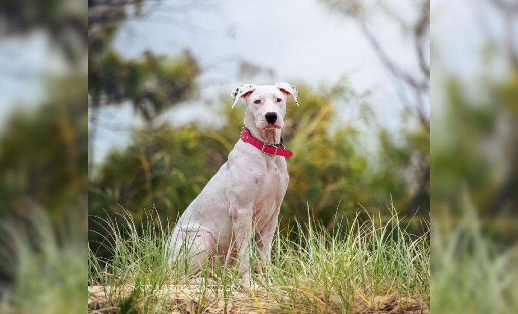 white bullmastiff