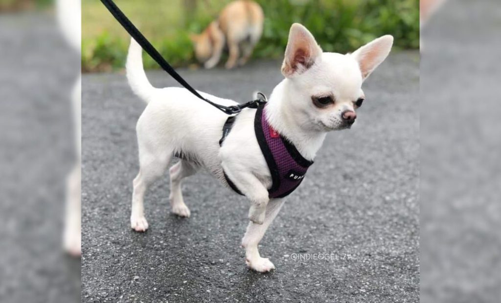 white chihuahua