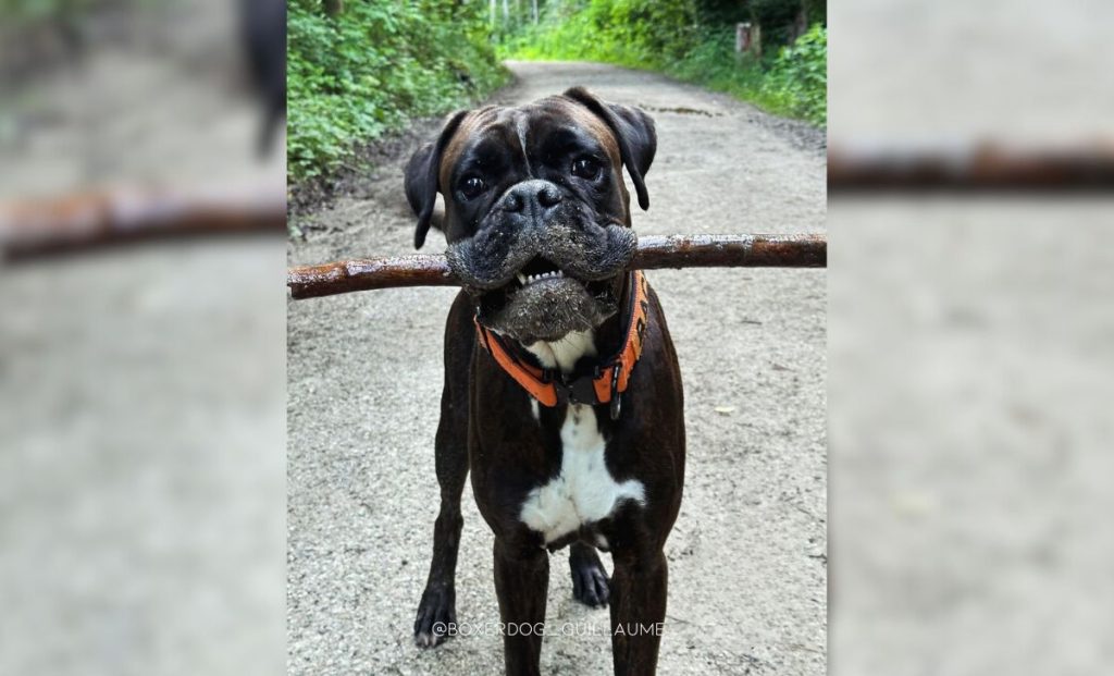 white markings boxer