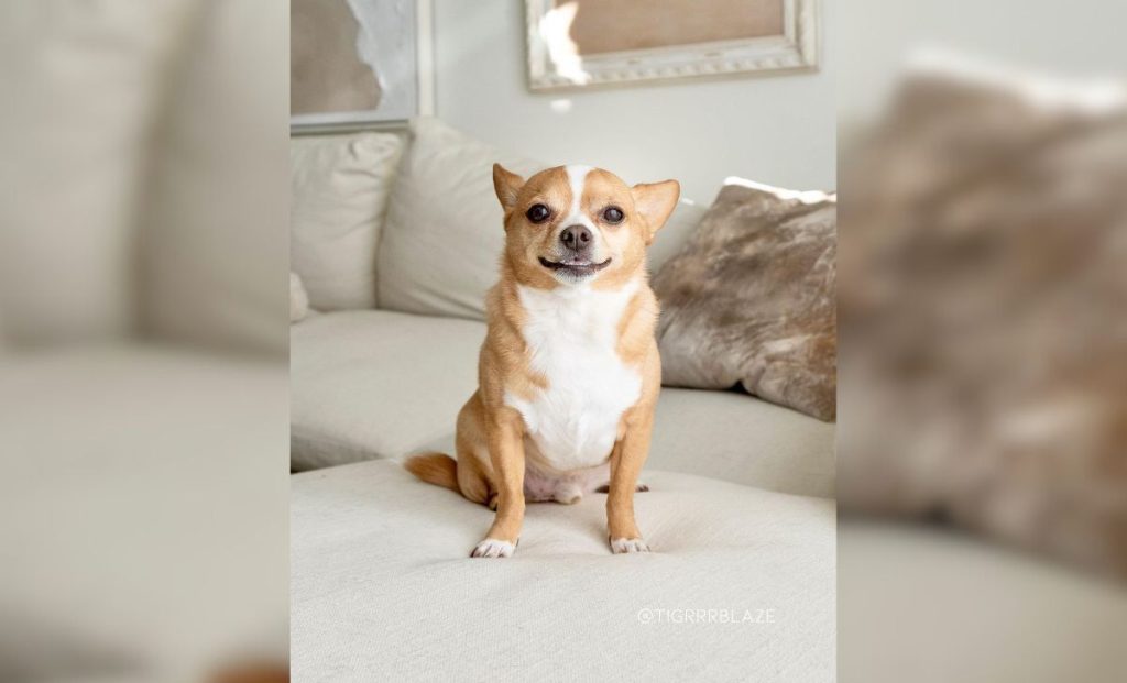 white - markings chihuahua