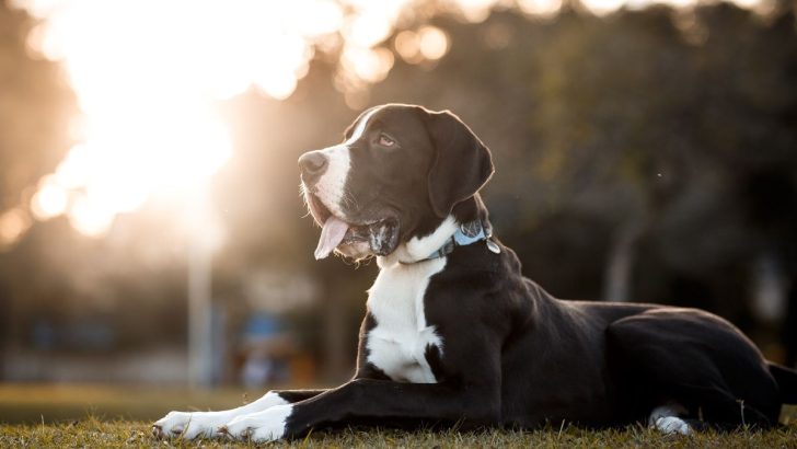 23 Adorable Horse-Sized Crossbreeds Called Great Dane Mixes