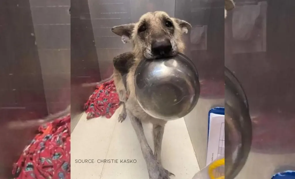 Adorable Rescue Dog Has The Sweetest Trick To Get Noticed By The Hospital Staff