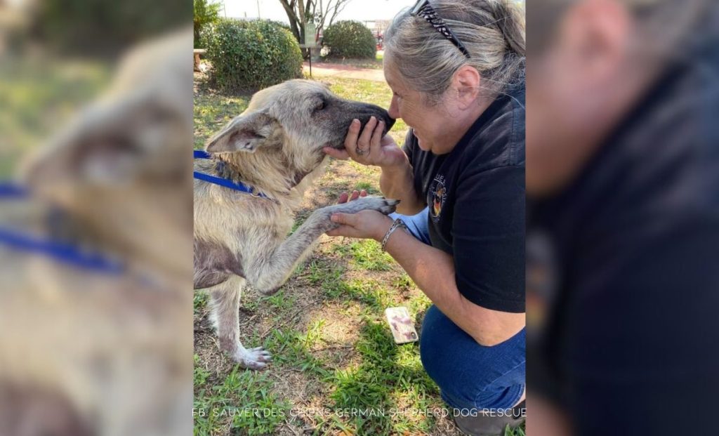 Adorable Rescue Dog Has The Sweetest Trick To Get Noticed By The Hospital Staff 