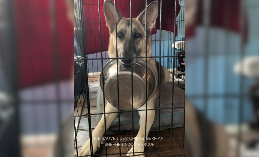 Adorable Rescue Dog Has The Sweetest Trick To Get Noticed By The Hospital Staff 2