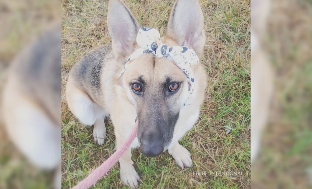 Adorable Rescue Dog Has The Sweetest Trick To Get Noticed By The Hospital Staff