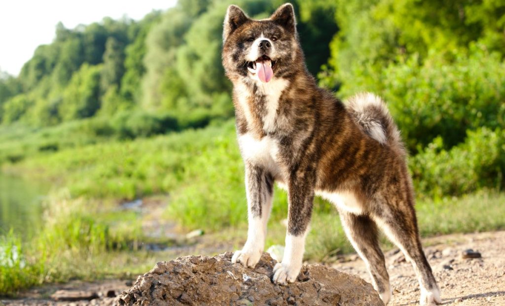 Akita Inu 