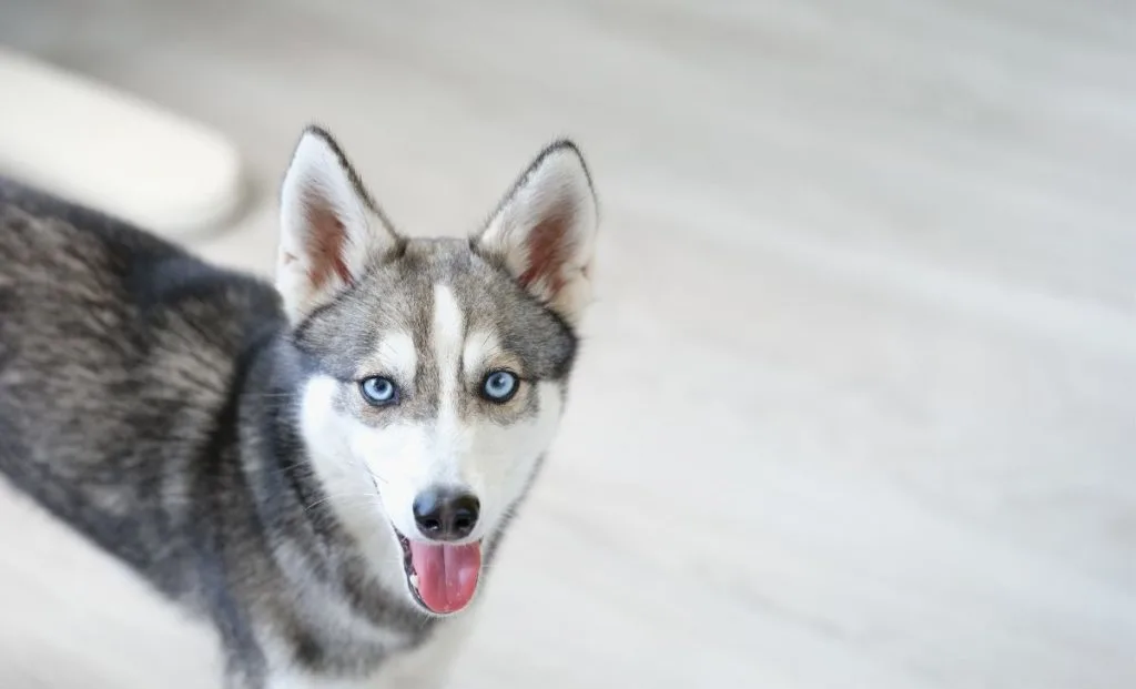 Alaskan Klee Kai