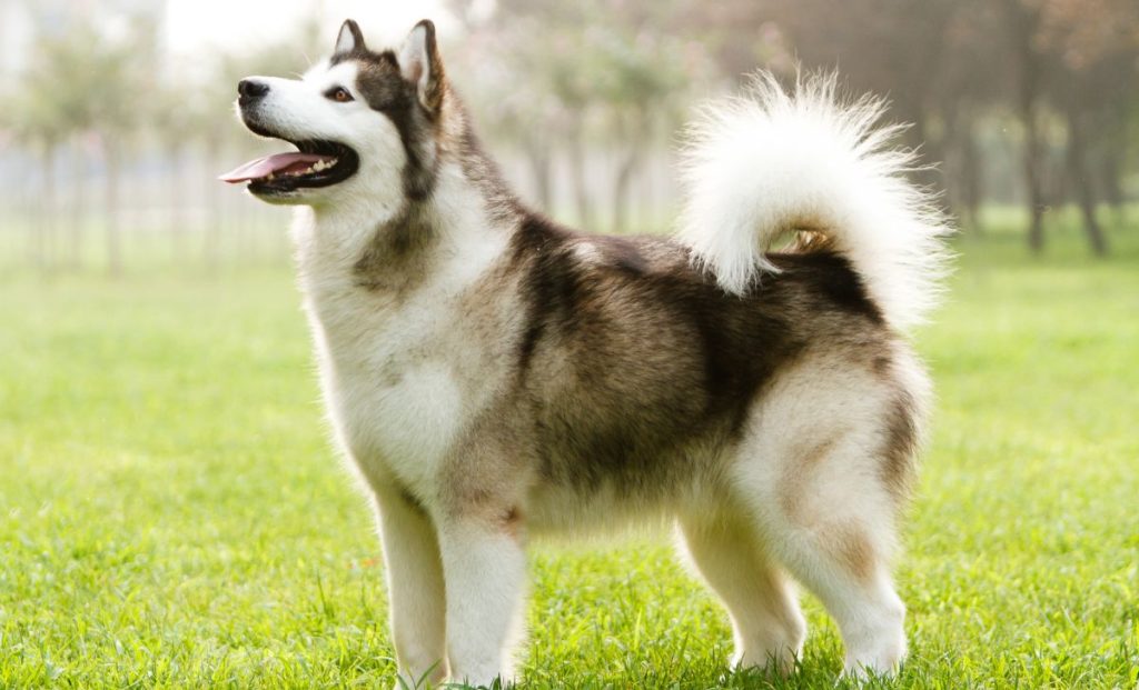 Alaskan Malamute 