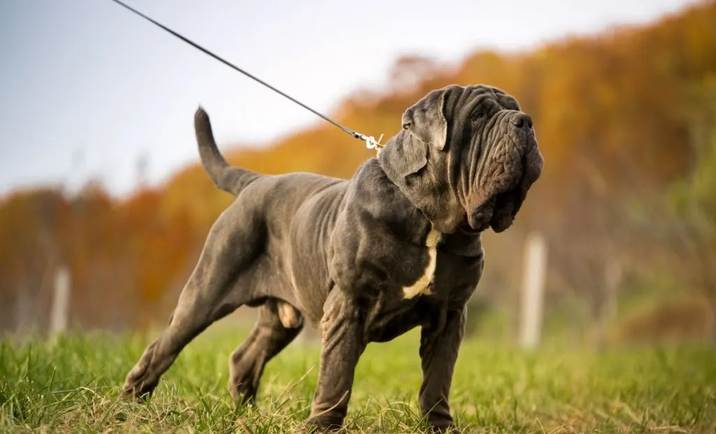 Ambullneo Mastiff