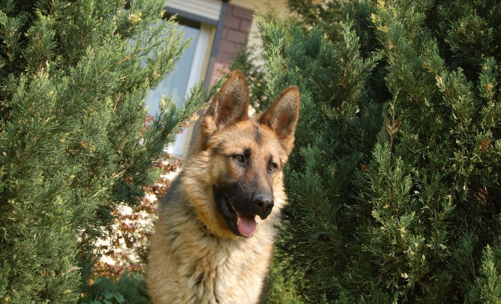 American Alsatian