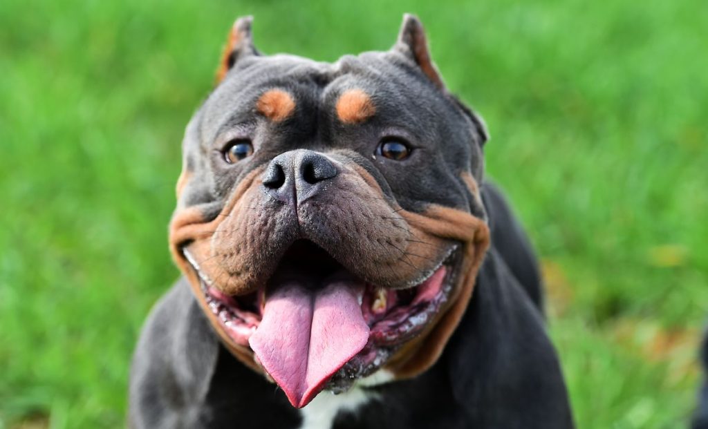 American Bully