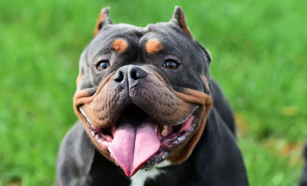 American Bully