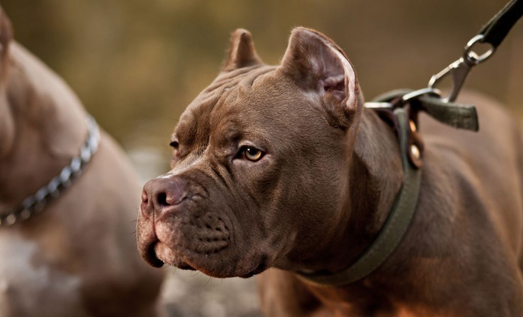 American Bully