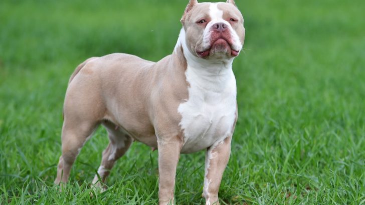 All The Information You Need On How to Train An American Bully 