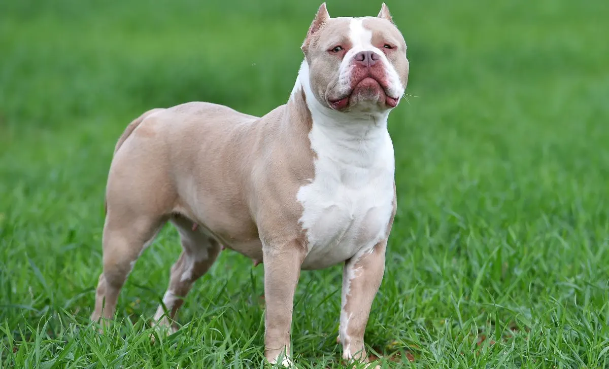 American Bully