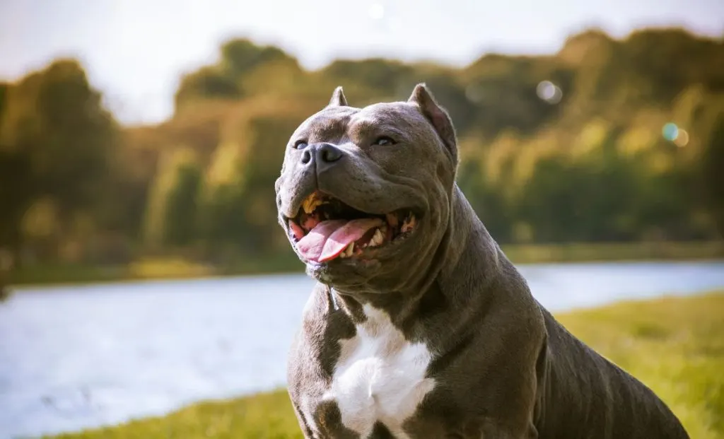 American Bully