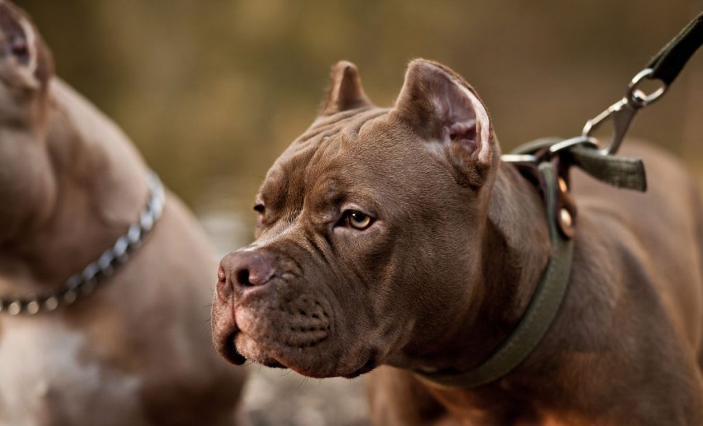 American Bully