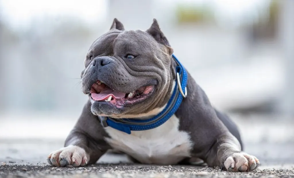 American Bully