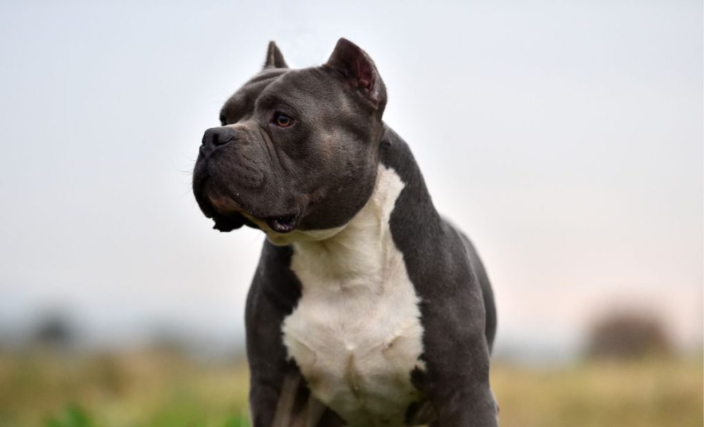 American Bully