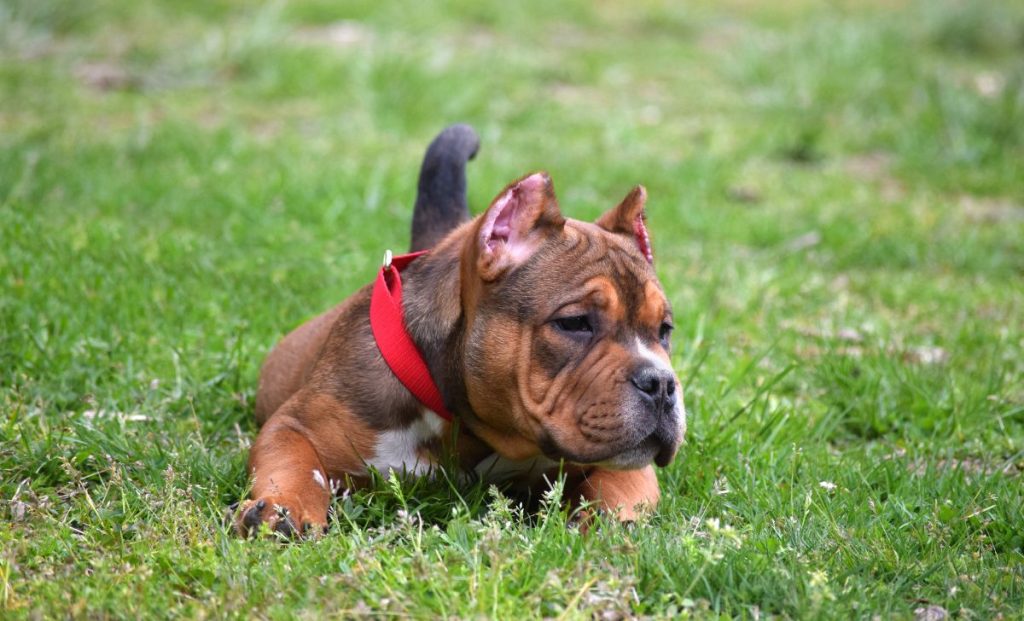 American Bully