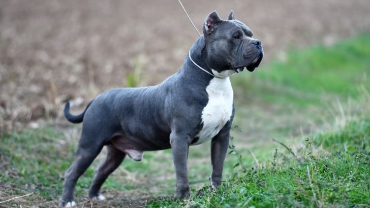Why Is My American Bully Breathing So Hard? 11 Common Causes 