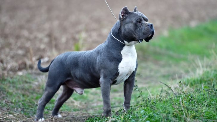 9 Reasons Why Is My American Bully Shedding So Much + Tips