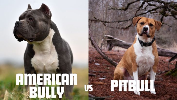 American Bully Vs Pitbull: Are They The Same?