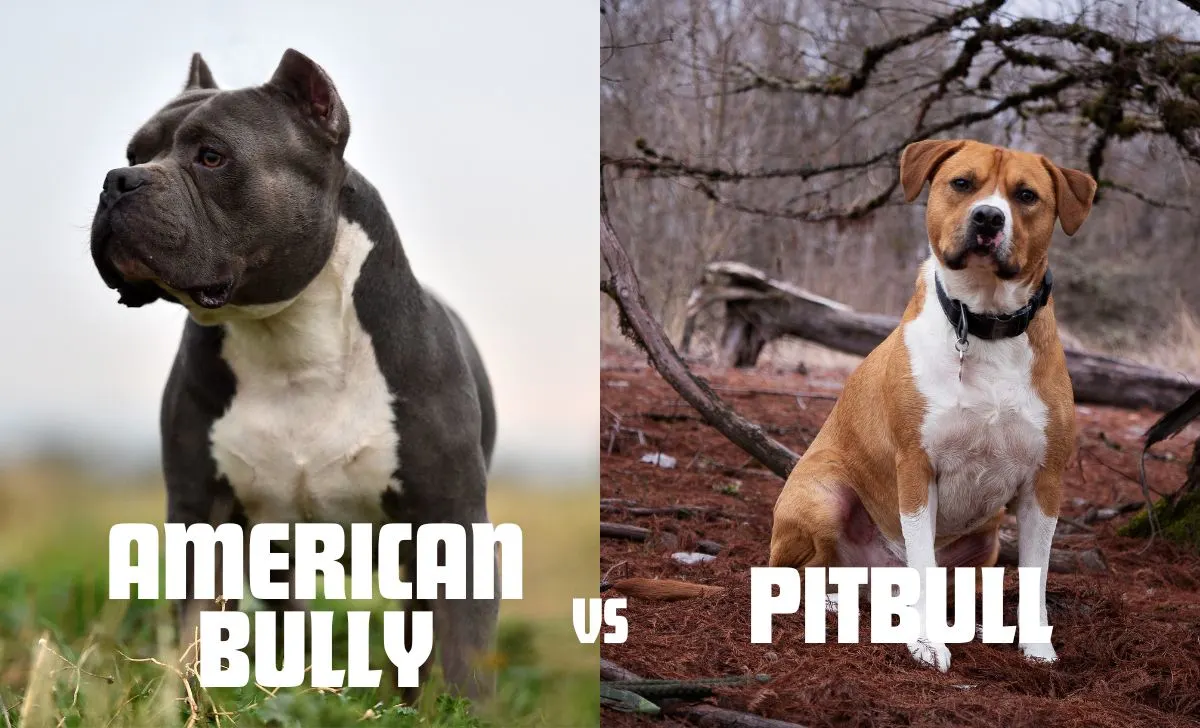 American Bully Vs Pitbull Are They The Same