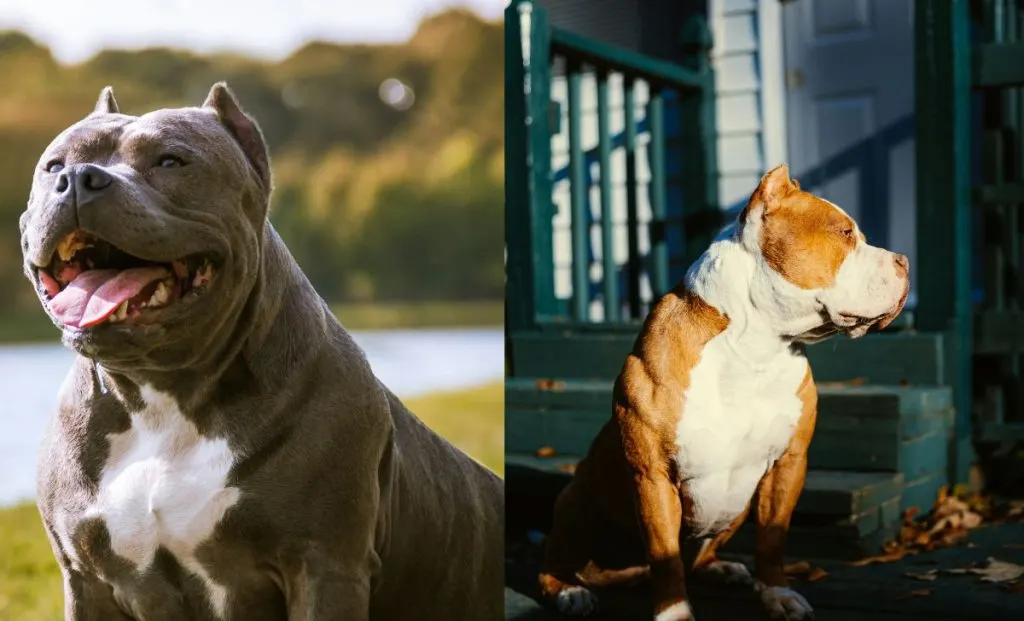 American Bully vs Pitbull