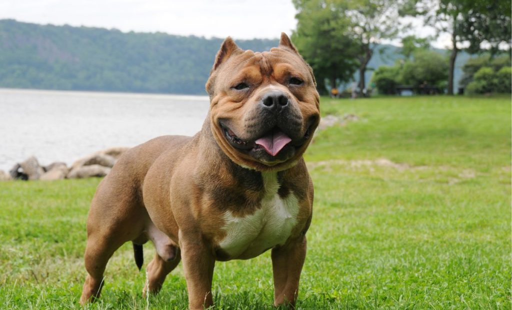 American bully
