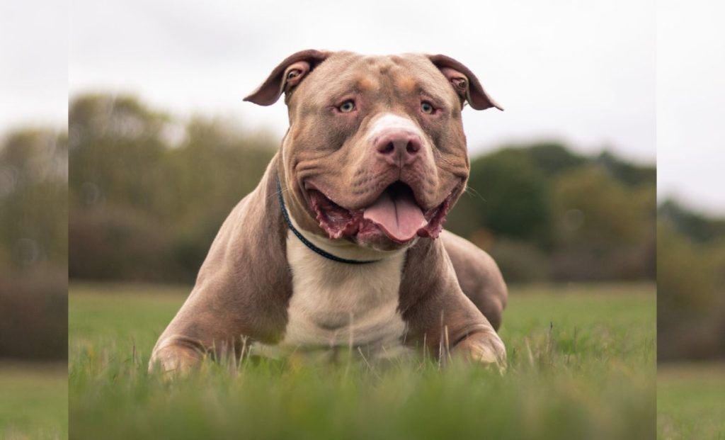 American bully