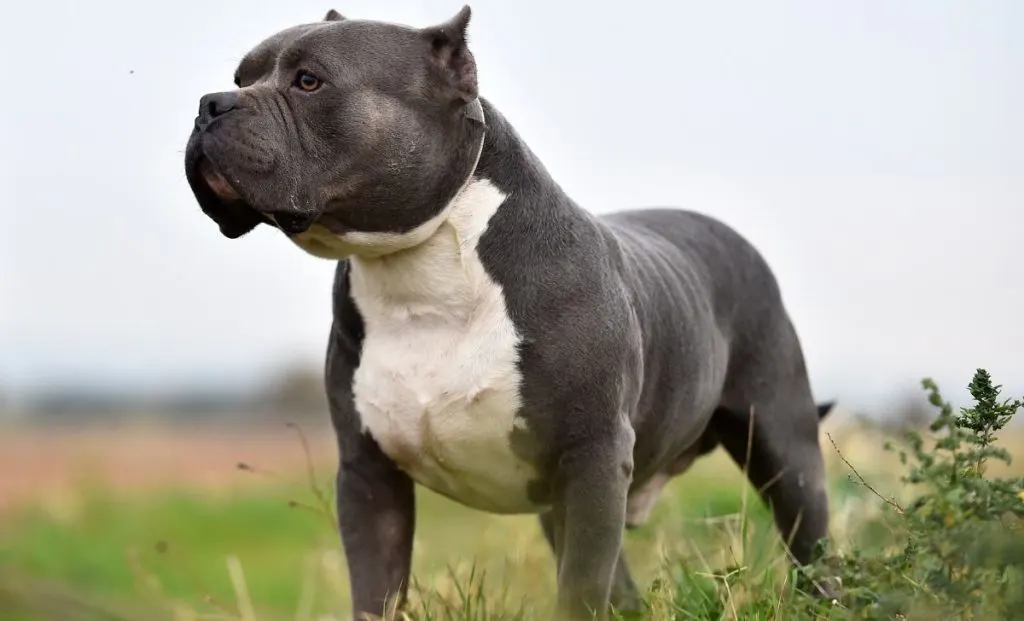 American bully